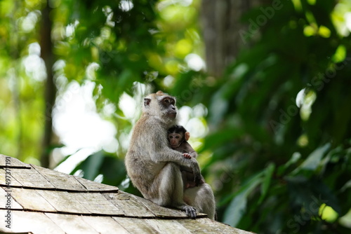 Macaque monkey in rainforest in Langkawi, Malaysia
