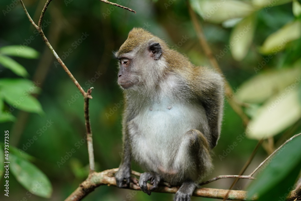 Obraz premium Macaque monkey in rainforest in Langkawi, Malaysia