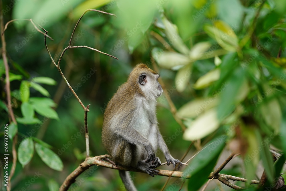 Macaque monkey in rainforest in Langkawi, Malaysia Macaque monkey in rainforest in Langkawi, Malaysia