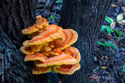 Laetiporus sulphureus growing on rotten tree stump in forest. France. Known also as crab-of-the-woods or chicken-of-the-woods it is an edible bracket fungus.  photo