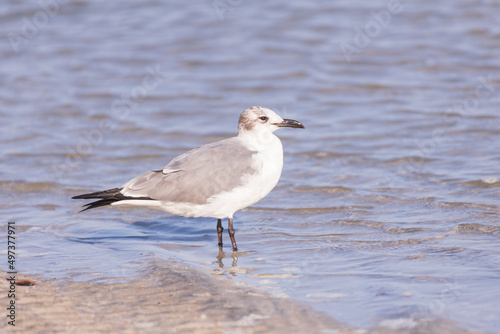 Seagull in the sand on the beach 