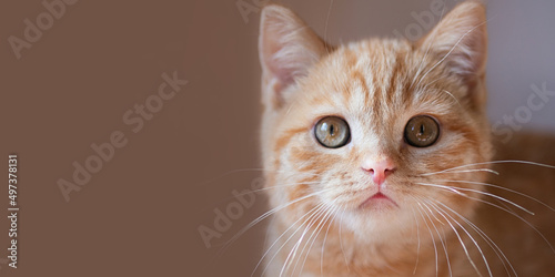 Closeup photography of the cute ginger cat with green eyes.Horizontal orientation,large banner.