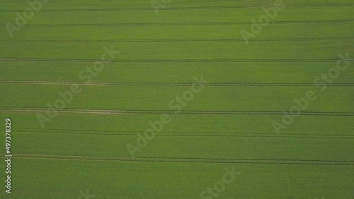 Large green soybean field. Aerial view