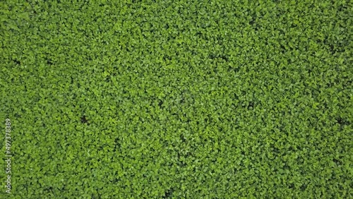 Big Field of green soybeans. Harvest of legumes. Aerial view