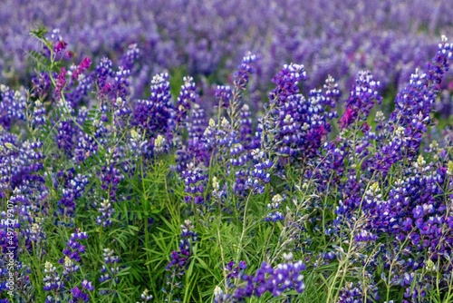 field of lupines
