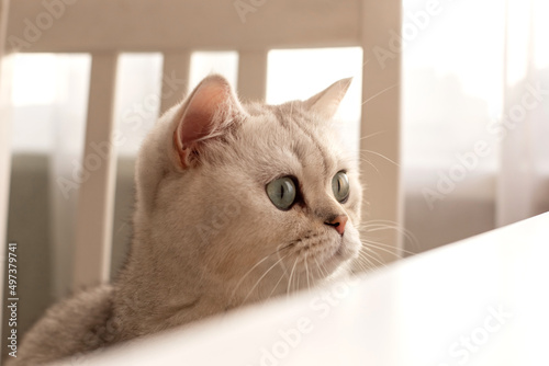 Close up head white British cat peeks out from under a white table