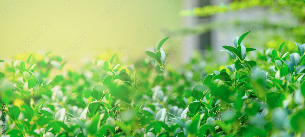 Close up of nature view green leaves on blurred greenery background under sunlight
