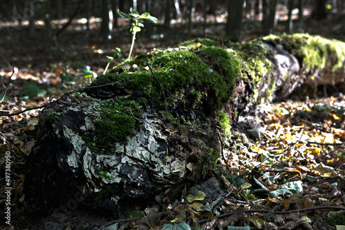 Fototapeta Naklejka Na Ścianę i Meble -  las słońca zieleń cisza relaks