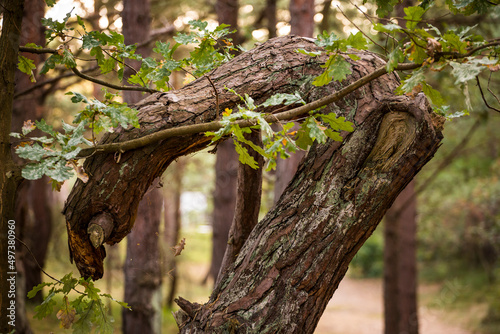Fototapeta Naklejka Na Ścianę i Meble -  las słońca zieleń cisza relaks