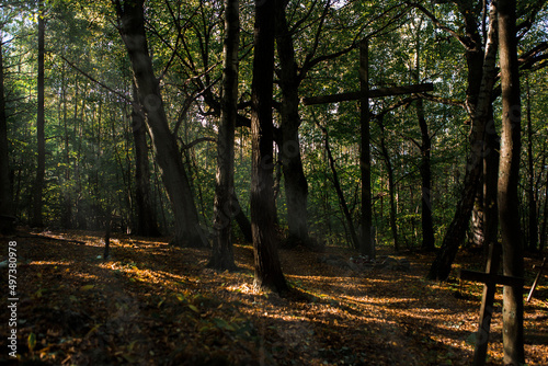 Fototapeta Naklejka Na Ścianę i Meble -  las słońca zieleń cisza relaks