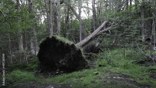Force of Nature. Uprooted fallen tree after a windstorm in the forest.
