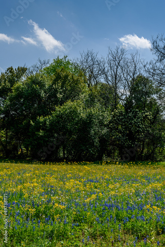 Vertical Image Of Wildflowers With Blue Sky-5288