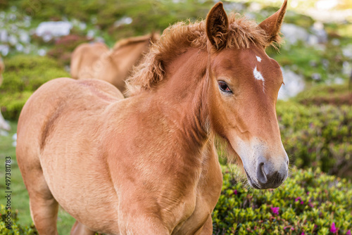 Fototapeta Naklejka Na Ścianę i Meble -  Portrait of a horse in the meadow