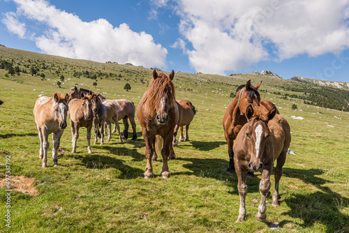 Herd of horses on the mountain.