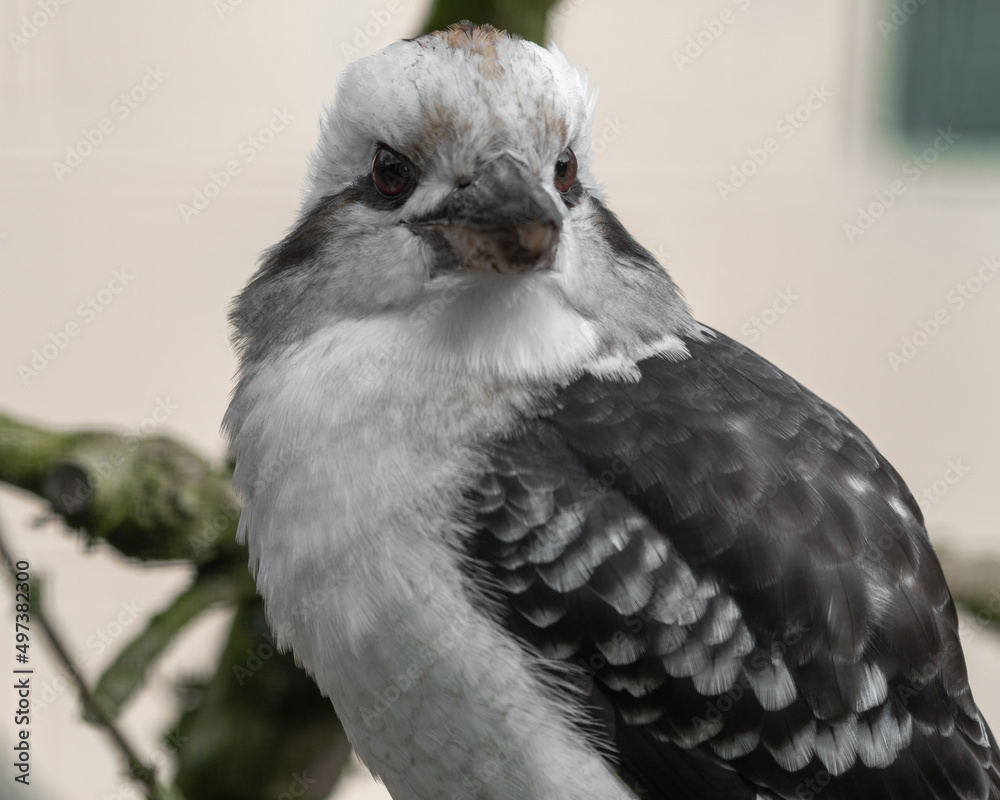 Fototapeta premium Close up Side View Kookaburra