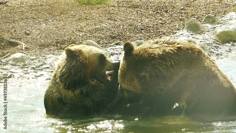 Bear fights. Two brown bear cubs squabble and splash in the river near the shore. Cubs play in the water close-up. Animals natural footage. Close up shots of brown bears. Bear fights. Two brown bear cubs squabble and splash in the river near the shore. Cubs play in the water close-up. Animals natural footage. Close up shots of brown bears.
