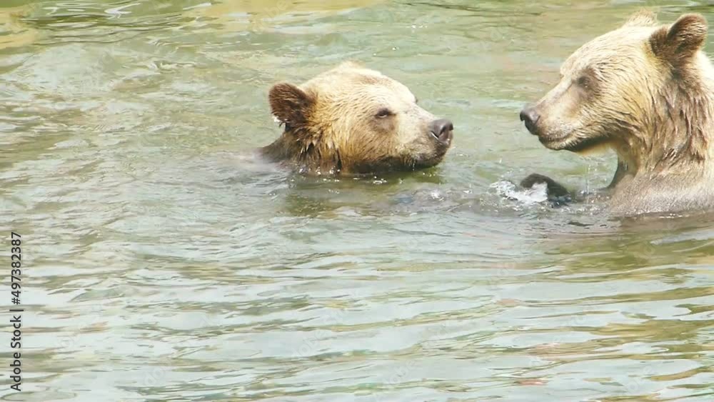 Two Grizzly Bears Play Fighting In The in the lake. Footage of wild animals. Close up shots of bears. Brown Bears. Battle of cubs in the water. Wildlife natural background. Two Grizzly Bears Play Fighting In The in the lake. Footage of wild animals. Close up shots of bears. Brown Bears. Battle of cubs in the water. Wildlife natural background.