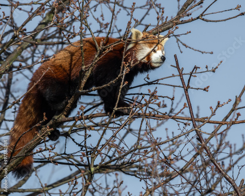 Red Panda Climbing a Tree