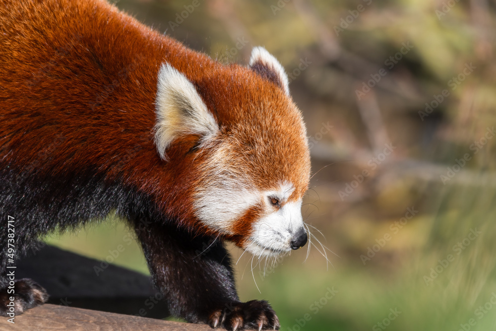 Red Panda Feeding Red Panda Feeding