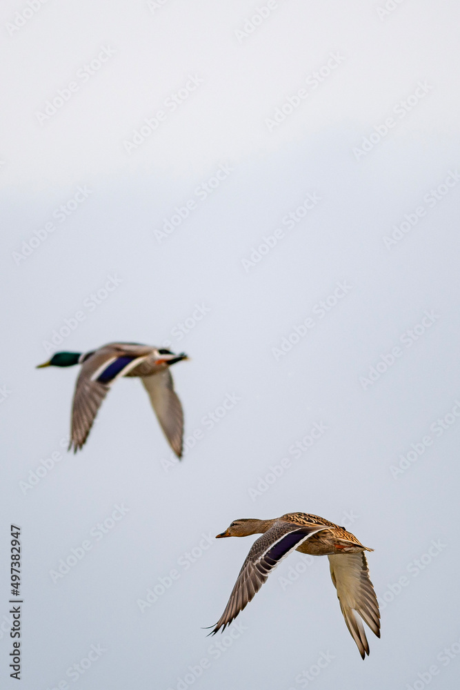 Fototapeta premium seagull in flight