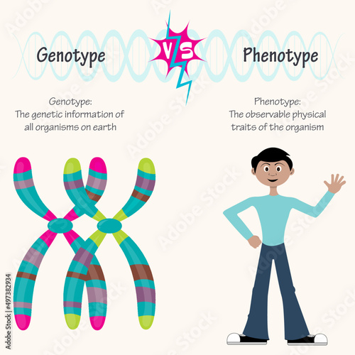Genotype versus phenotype diagram photo