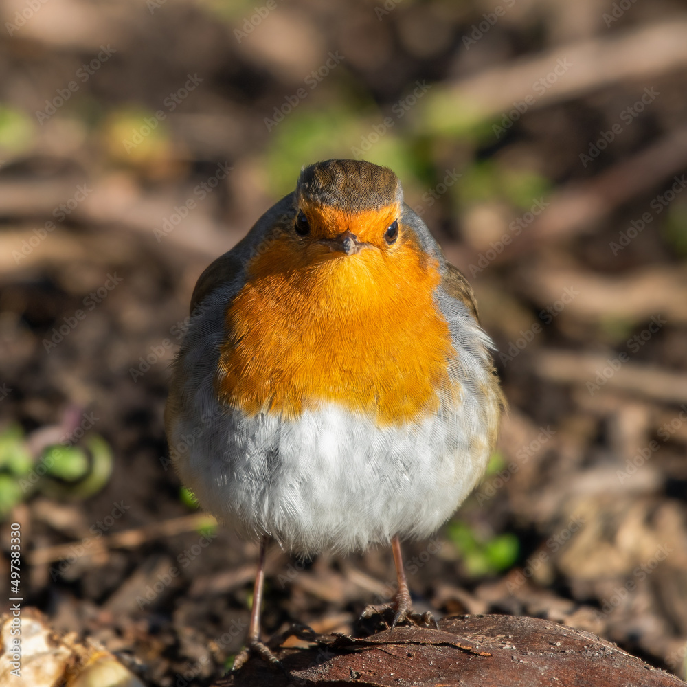 European Robin Walking on the Ground European Robin Walking on the Ground