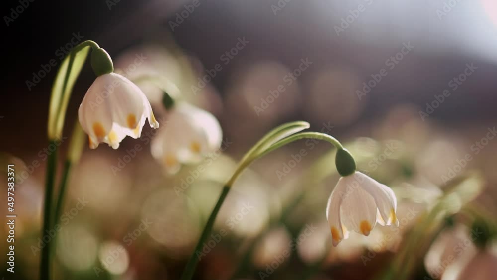 tender flowers of Spring Snowflake plant blooming in forest at sunny day