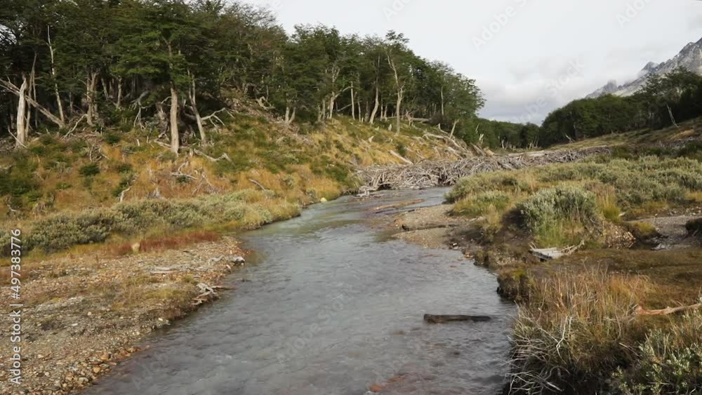 View of a glacier water stream flowing across the yellow grassland and forest. A dam created by beavers barriers the turquoise water river. View of a glacier water stream flowing across the yellow grassland and forest. A dam created by beavers barriers the turquoise water river.