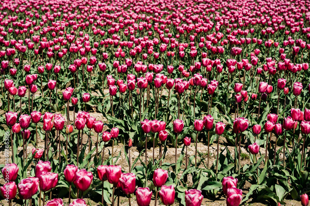 Field of pink tulips in Skagit Valley's famous Tulip Festival Field of pink tulips in Skagit Valley's famous Tulip Festival