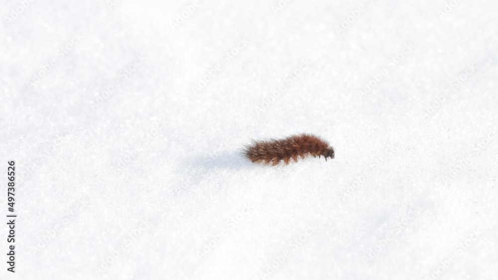 Ruby tiger moth caterpillar moving slowly on snow during an early spring day in Europe. Ruby tiger moth caterpillar moving slowly on snow during an early spring day in Europe.