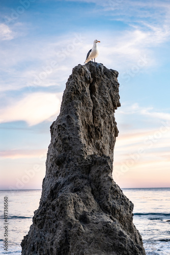 A seagull at the top of a rock