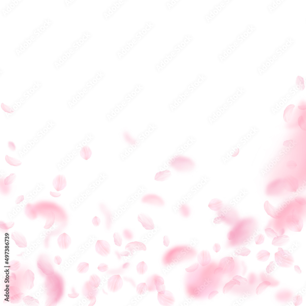 Sakura petals falling down. Romantic pink flowers falling rain. Flying petals on white square background. Love, romance concept. Likable wedding invitation.