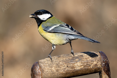 Great Tit (Parus major) in woodland setting