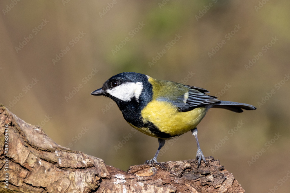 Naklejka premium Great Tit (Parus major) in woodland setting