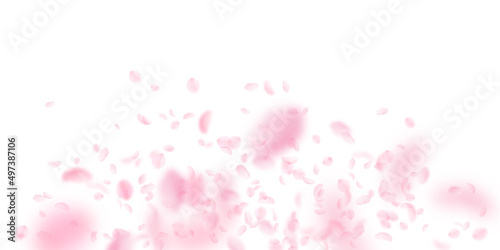 Sakura petals falling down. Romantic pink flowers explosion. Flying petals on white wide background. Love, romance concept. Lovely wedding invitation.