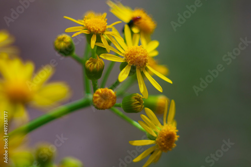 Yellow Rosinweed blooming in the spring