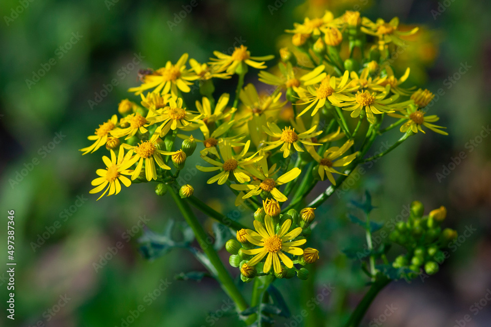 Yellow Rosinweed blooming in the spring Yellow Rosinweed blooming in the spring