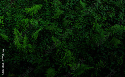 Background of the dark green leaves of fern and wild plant