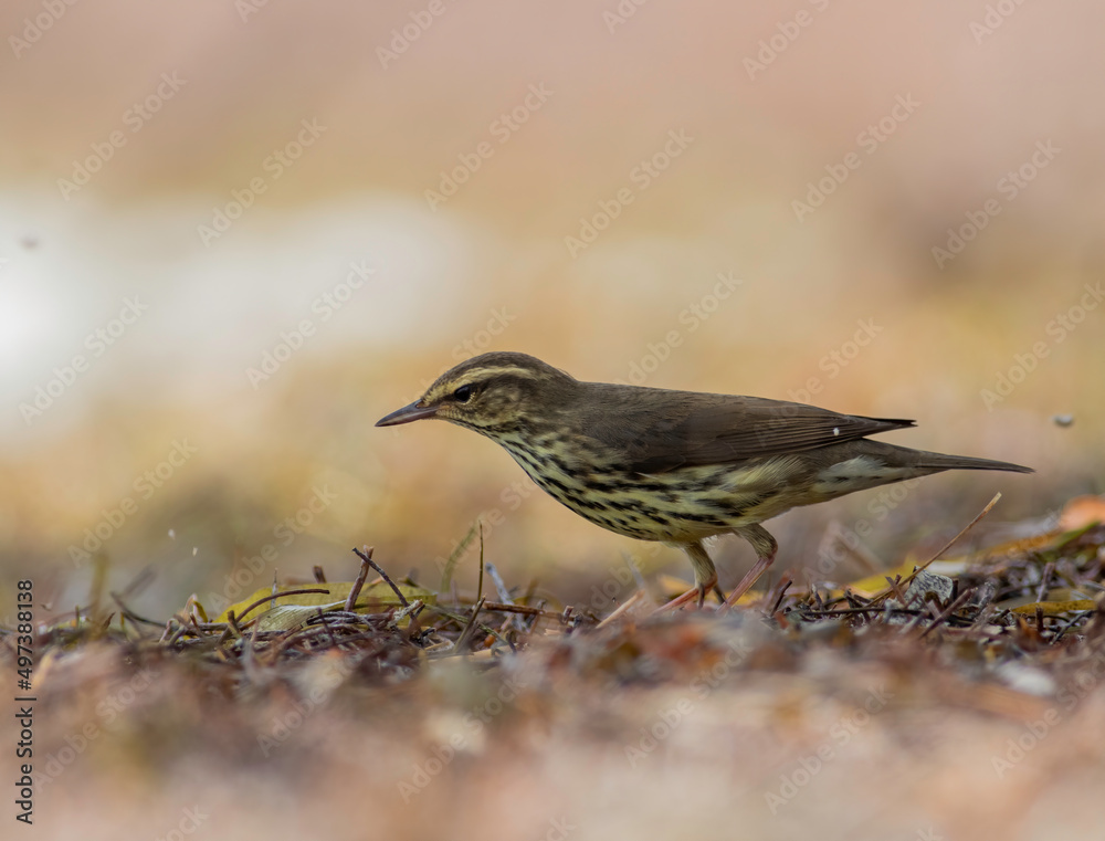 Fototapeta premium A northern waterthrush searches for insects in the mulch 