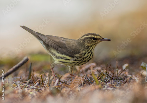 A northern waterthrush bird searches for insects in the ground mulch. 