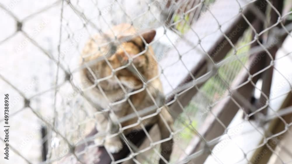 A cat on a balcony looking through a protective safety net