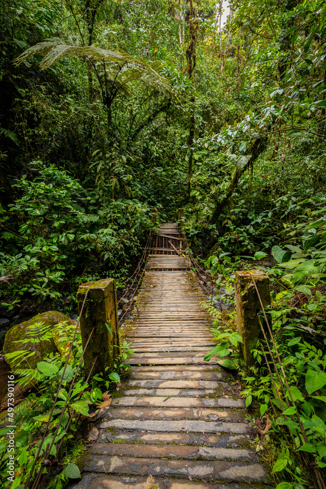 Wooden bridge in the middle of the jungle in the Ecuadorian Amazon.
Puente de madera en mitad de la selva en la Amazonía ecuatoriana. Wooden bridge in the middle of the jungle in the Ecuadorian Amazon.
Puente de madera en mitad de la selva en la Amazonía ecuatoriana.