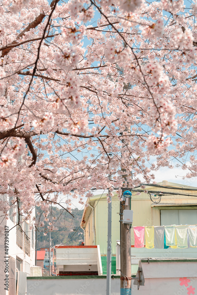 Cherry blossoms and colorful house at Jinhae Yeojwacheon stream street in Changwon, Korea