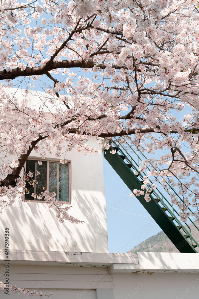 White building and cherry blossoms at Jinhae Yeojwacheon stream street in Changwon, Korea