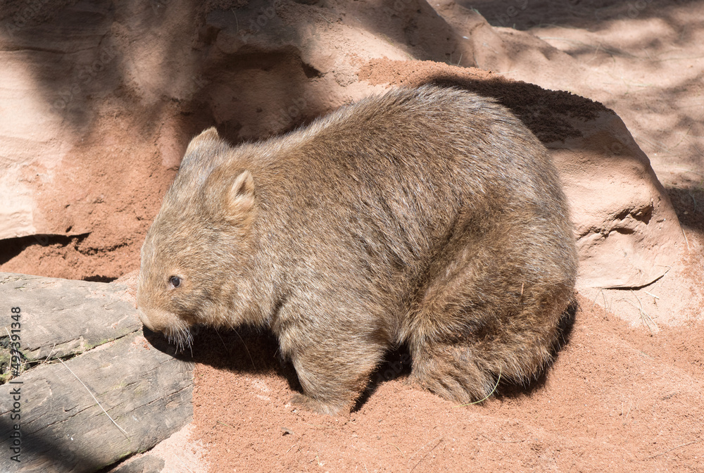 Wombat , a short-legged, marsupial that is native to Australia. Wombat , a short-legged, marsupial that is native to Australia.