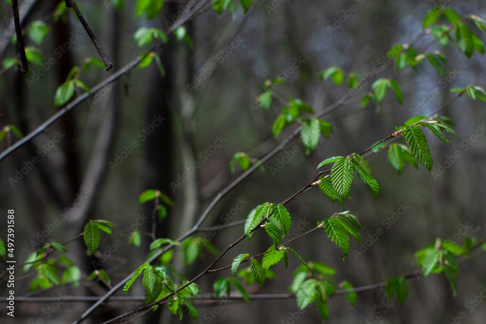 Back lit Green leaves sprouting in spring