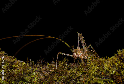 Macrohotography of a Moss mimic katydid (Championica sp.) from Ecuador.  Grasshopper. Insects. Mimicry. © Ana Dracaena