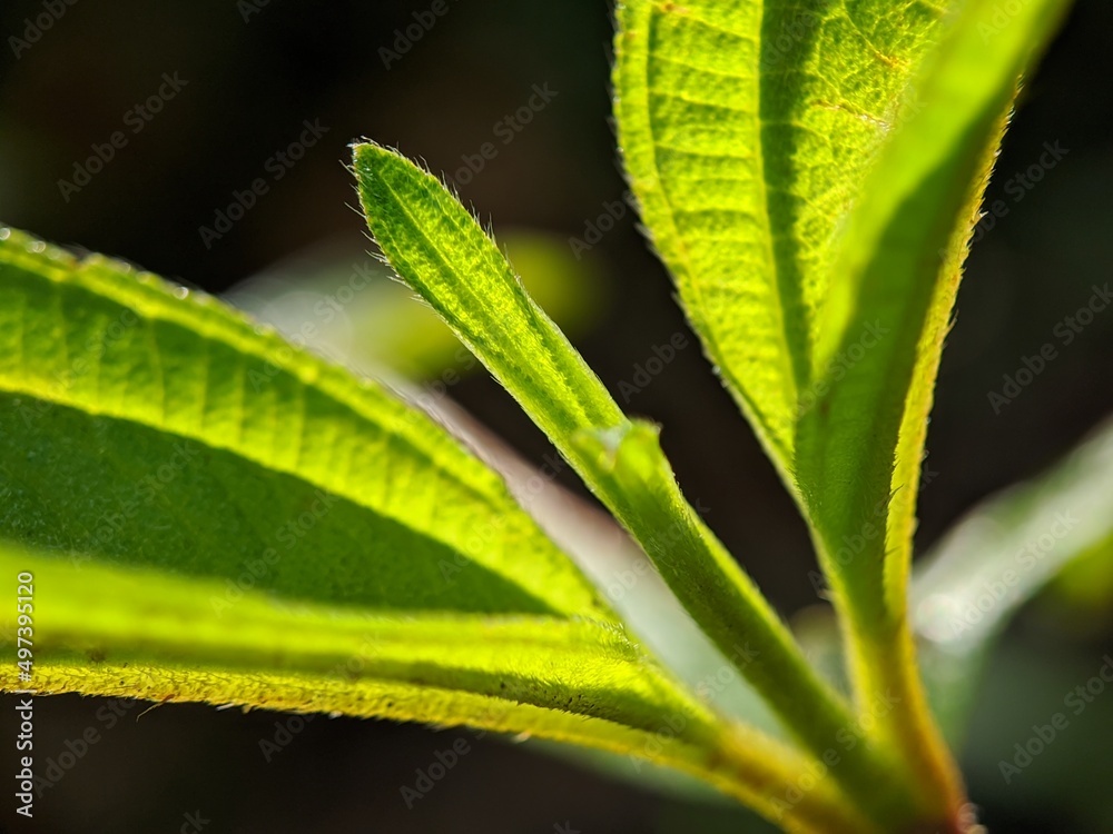 macro photography, beautiful wild nature plant shoots macro photography, beautiful wild nature plant shoots
