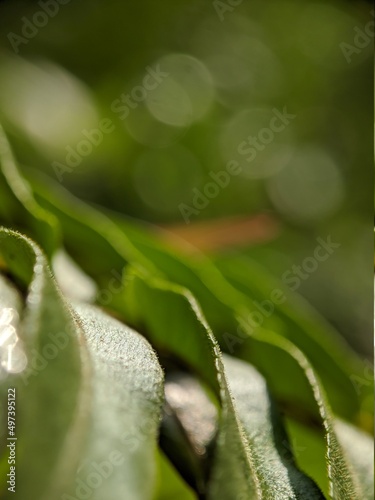 macro photography, close up of a leaf