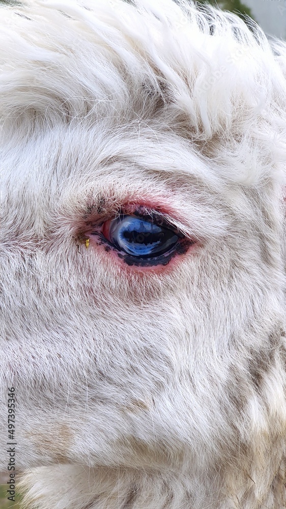 close up of an eye of albino alpaca close up of an eye of albino alpaca